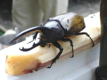 Hercules beetle