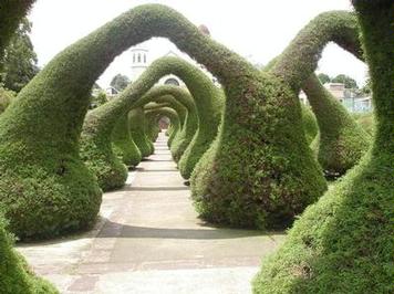 ornate shrubs
